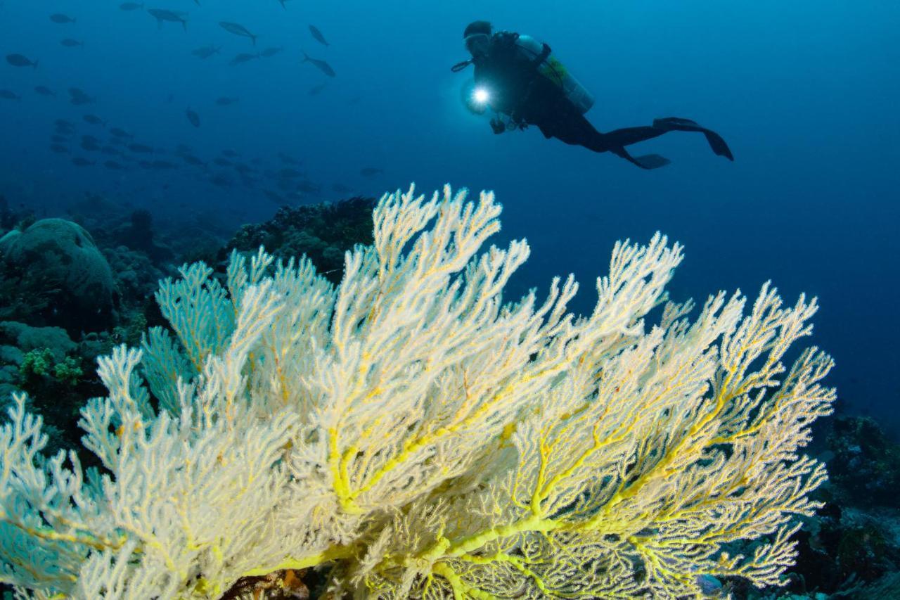 Metita Beach & Dive Resort Daruba Eksteriør bilde