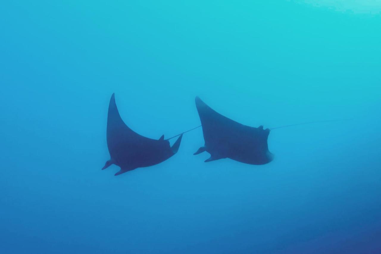 Metita Beach & Dive Resort Daruba Eksteriør bilde
