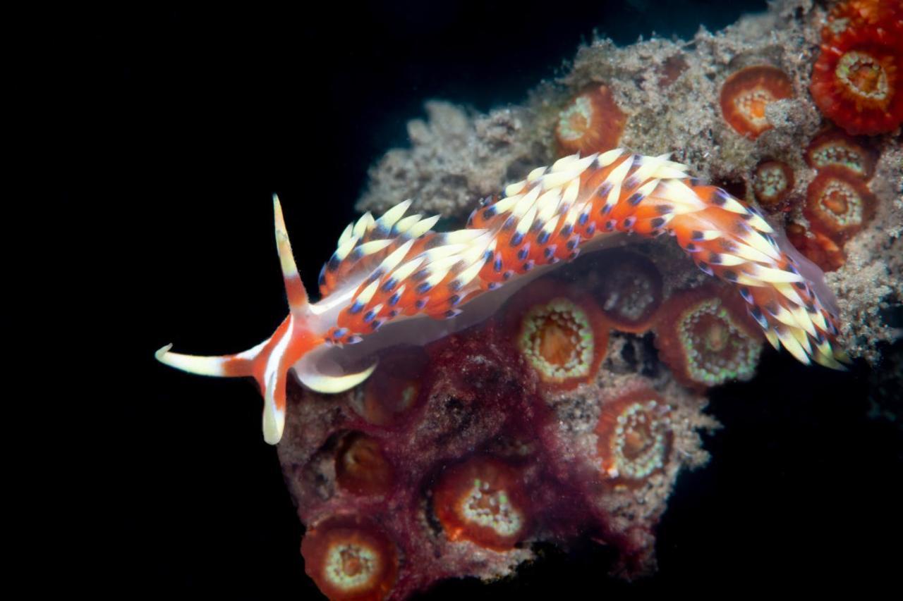 Metita Beach & Dive Resort Daruba Eksteriør bilde